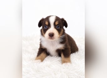 Unsere wunderschönen Miniature Australian Shepherd Welpen machen sich bereits jetzt auf die Suche na