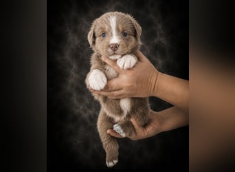 Miniature Australian Shepherd Welpen mit Papieren