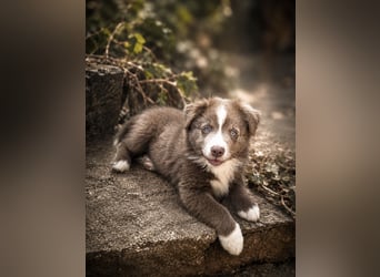 Miniature Australian Shepherd Welpen mit Papieren