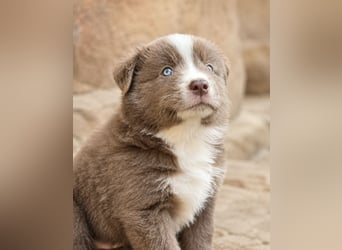 Miniature Australian Shepherd Welpen mit Papieren