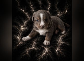 Miniature Australian Shepherd Welpen mit Papieren