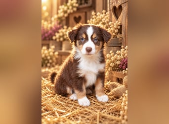 Unsere wunderschönen Miniature Australian Shepherd Welpen machen sich bereits jetzt auf die Suche na
