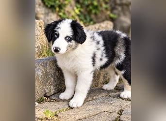 Miniature Australian Shepherd Welpen mit Papieren
