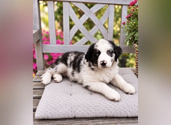 Miniature Australian Shepherd Welpen mit Papieren
