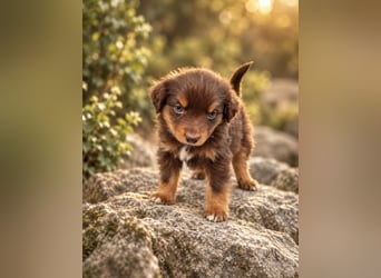 Mini Miniature Australian Shepherd Welpen mit Papieren