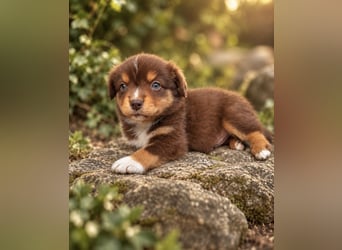 Mini Miniature Australian Shepherd Welpen mit Papieren