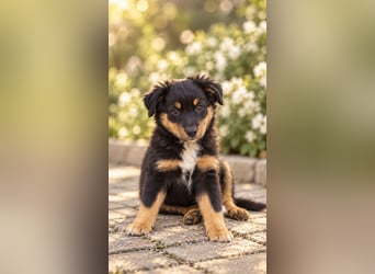 Mini Miniature Australian Shepherd Welpen mit Papieren