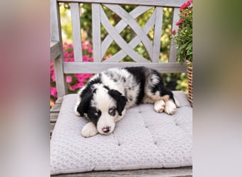 Miniature Australian Shepherd Welpen mit Papieren