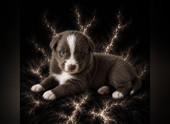 Miniature Australian Shepherd Welpen mit Papieren
