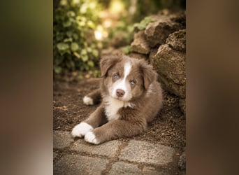 Miniature Australian Shepherd Welpen mit Papieren