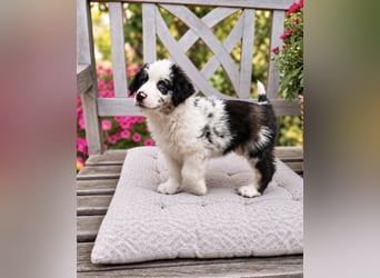 Miniature Australian Shepherd Welpen mit Papieren