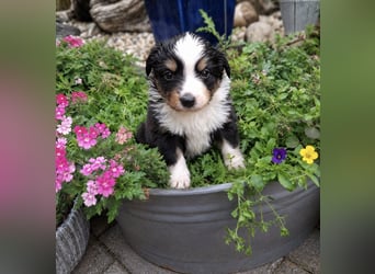 Mini Miniature Australian Shepherd Welpen mit Papieren