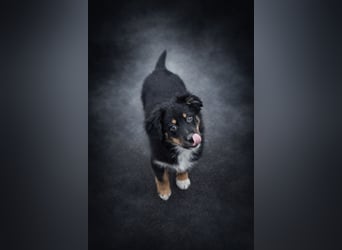 Miniature Australian Shepherd Welpen mit Papieren