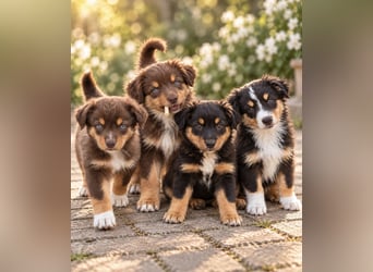 Mini Miniature Australian Shepherd Welpen mit Papieren