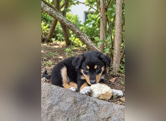 Unsere wunderschönen Miniature Australian Shepherd Welpen machen sich bereits jetzt auf die Suche na