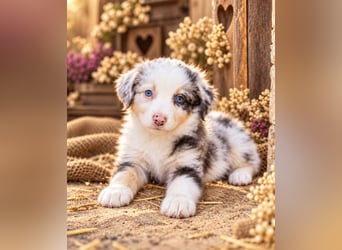 Unsere wunderschönen Miniature Australian Shepherd Welpen machen sich bereits jetzt auf die Suche na