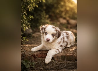 Miniature Australian Shepherd Welpen mit Papieren