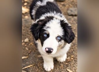 Miniature Australian Shepherd Welpen mit Papieren