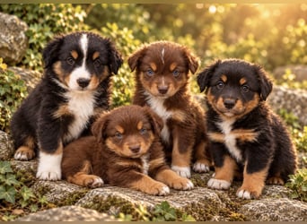 Mini Miniature Australian Shepherd Welpen mit Papieren