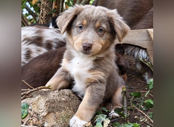 Unsere wunderschönen Miniature Australian Shepherd Welpen machen sich bereits jetzt auf die Suche na