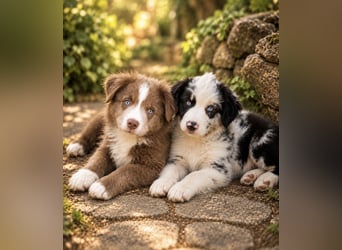 Miniature Australian Shepherd Welpen mit Papieren
