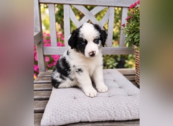 Miniature Australian Shepherd Welpen mit Papieren