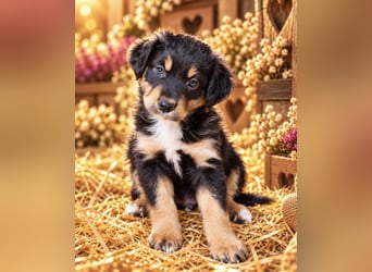 Unsere wunderschönen Miniature Australian Shepherd Welpen machen sich bereits jetzt auf die Suche na