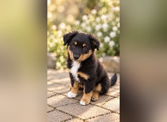 Mini Miniature Australian Shepherd Welpen mit Papieren