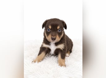 Unsere wunderschönen Miniature Australian Shepherd Welpen machen sich bereits jetzt auf die Suche na