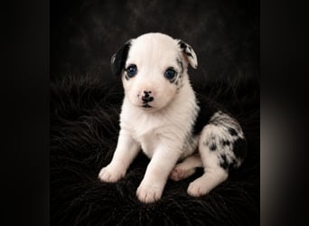 Miniature Australian Shepherd Welpen mit Papieren