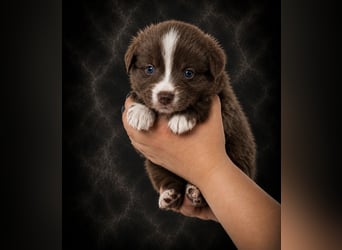 Miniature Australian Shepherd Welpen mit Papieren