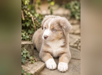 Miniature Australian Shepherd Welpen mit Papieren