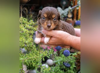 Mini Miniature Australian Shepherd Welpen mit Papieren