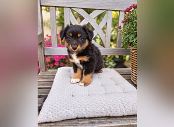 Mini Miniature Australian Shepherd Welpen mit Papieren