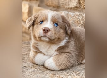 Miniature Australian Shepherd Welpen mit Papieren