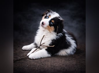 Miniature Australian Shepherd Welpen mit Papieren