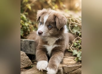 Miniature Australian Shepherd Welpen mit Papieren