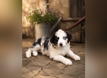 Miniature Australian Shepherd Welpen mit Papieren