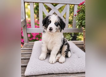 Miniature Australian Shepherd Welpen mit Papieren