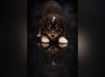 Miniature Australian Shepherd Welpen mit Papieren