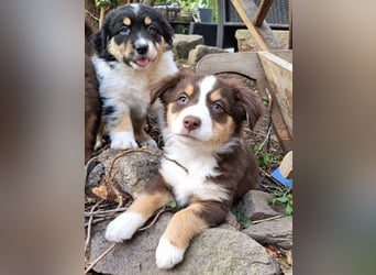 Unsere wunderschönen Miniature Australian Shepherd Welpen machen sich bereits jetzt auf die Suche na