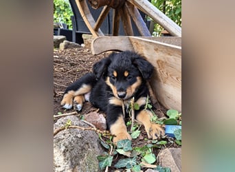 Unsere wunderschönen Miniature Australian Shepherd Welpen machen sich bereits jetzt auf die Suche na