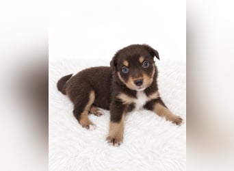 Unsere wunderschönen Miniature Australian Shepherd Welpen machen sich bereits jetzt auf die Suche na