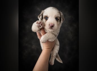 Miniature Australian Shepherd Welpen mit Papieren