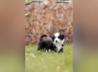 Mini Australian shepherd Auszugbereit