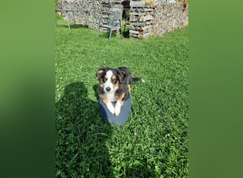 Mini Australian shepherd Auszugbereit