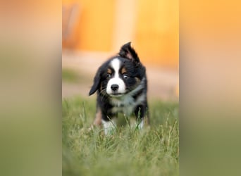 Mini Australian shepherd Auszugbereit