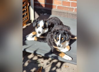 Mini Australian shepherd Auszugbereit