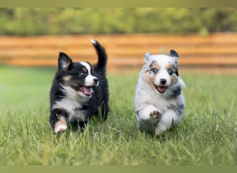 Mini Australian shepherd Auszugbereit
