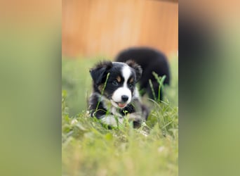 Mini Australian shepherd Auszugbereit